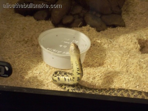 Current picture of Alice in front of the bowl I brought her home in