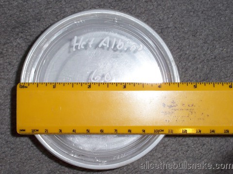 Picture of plastic bowl used to bring Alice home