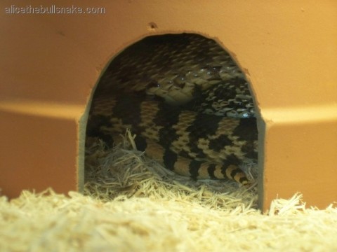 Alice curled up in her hide